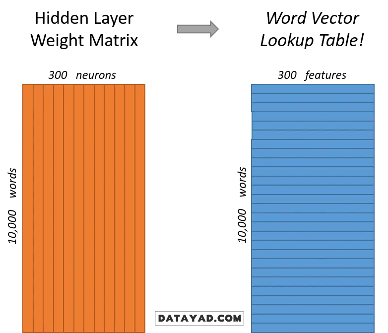 وزن های لایه پنهان مدل word2vec